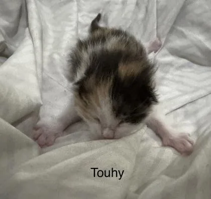 Touhy