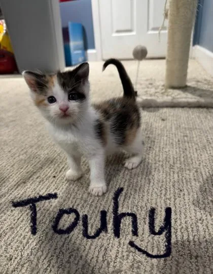 Touhy thumbnail 2