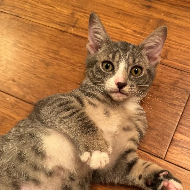 A baby small-sized male Gray / Blue / Silver Domestic Short Hair cat named Chive for adoption in Lauderhill, FL