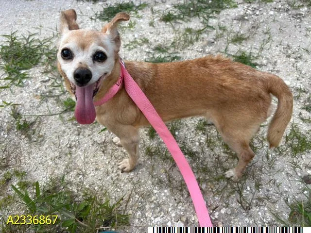 An adult small-sized female Mixed Breed dog named Petunia for adoption in West Palm Beach, FL
