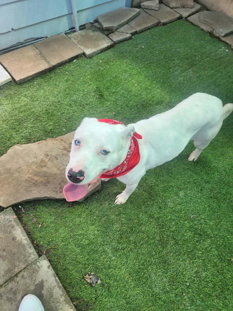 A young medium-sized female Labrador Retriever dog named Icy for adoption in Houston, TX