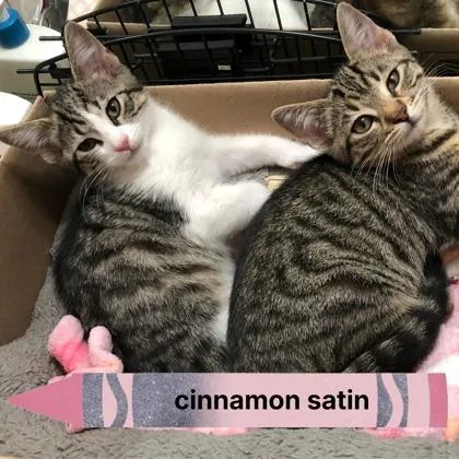 A baby medium-sized male Domestic Short Hair cat named Cinnamon Satin for adoption in Sacramento, CA