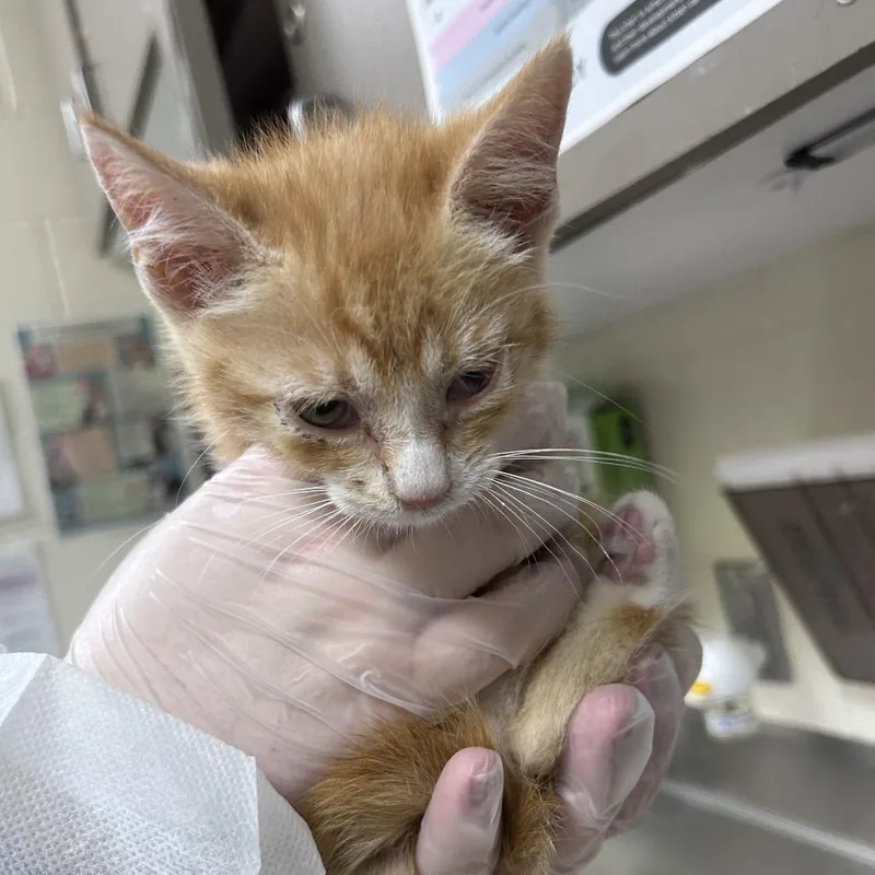 A baby small-sized male Black Domestic Short Hair cat named Horsepower for adoption in Asheville, NC