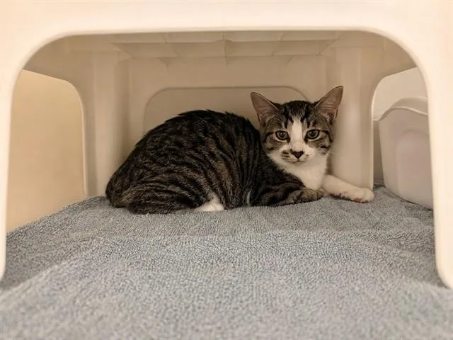 A baby small-sized female Domestic Short Hair cat named Mercy for adoption in Statesville, NC