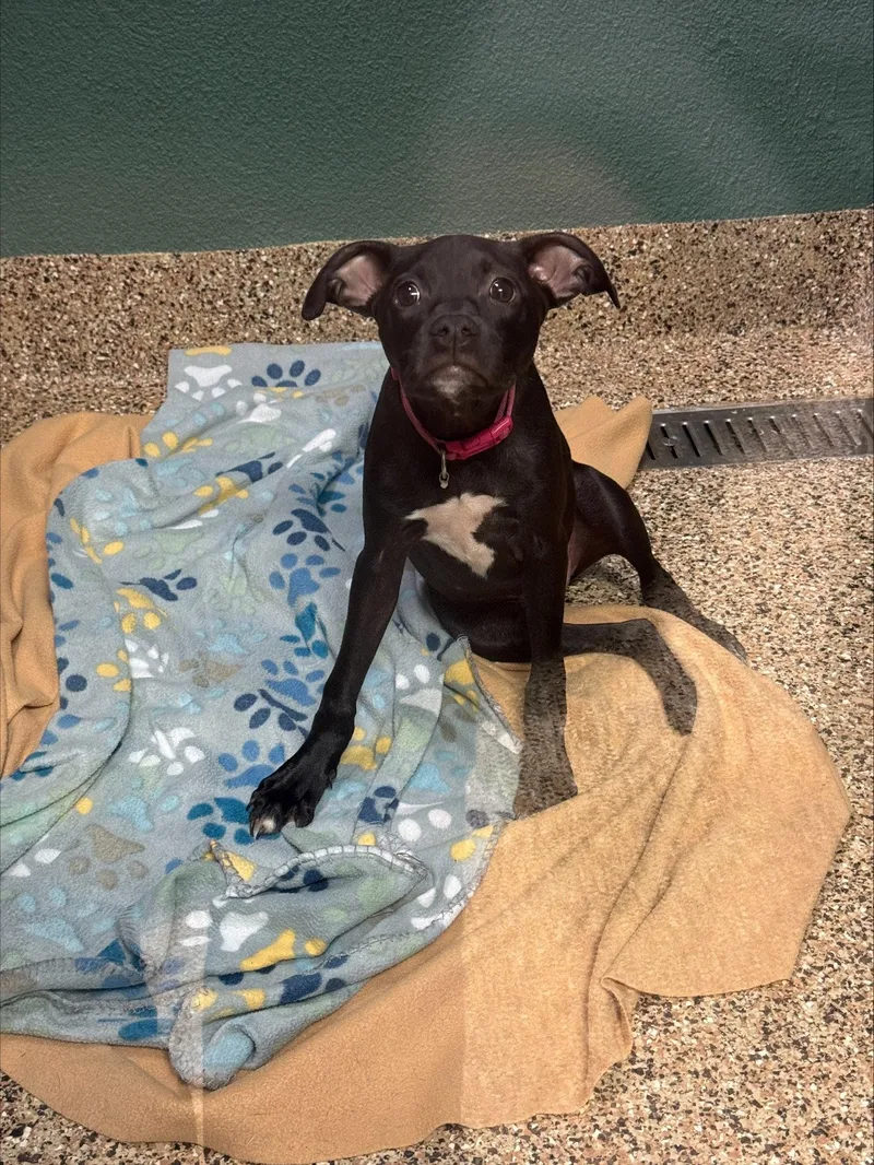 A young medium-sized female Mixed Breed dog named Dani for adoption in Gainesville, FL