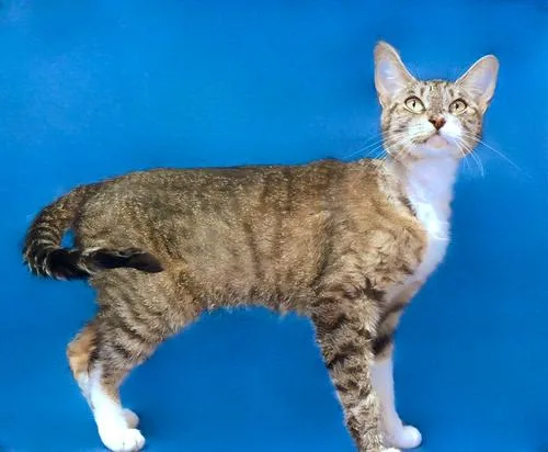 An adult medium-sized female Domestic Short Hair cat named Luna for adoption in Pasadena, CA