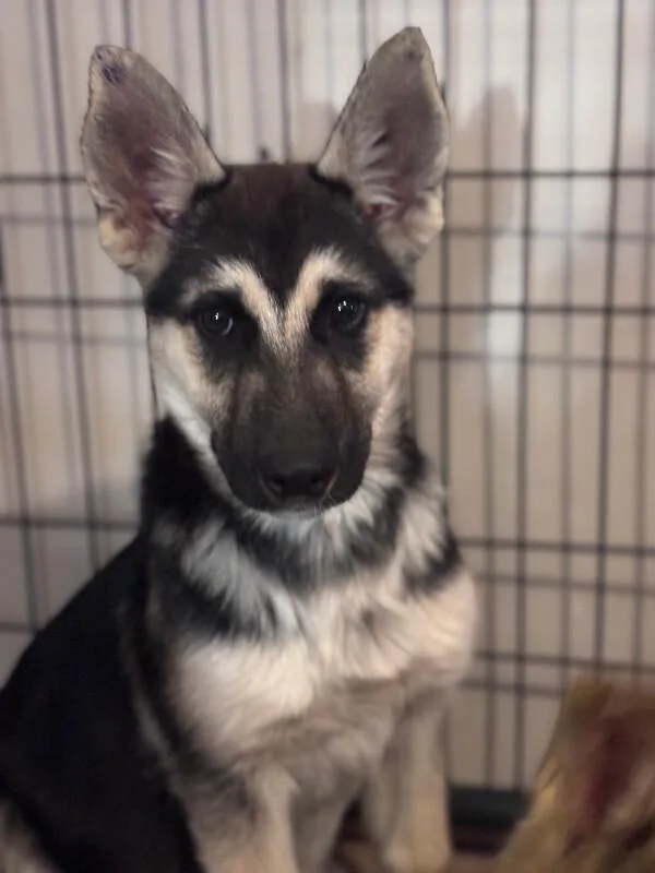 A young large-sized female Golden German Shepherd Dog dog named Umber for adoption in renton, WA