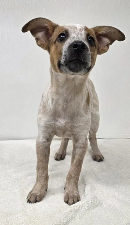 A young medium-sized female Cattle Dog dog named Cheyenne for adoption in Phoenix, AZ