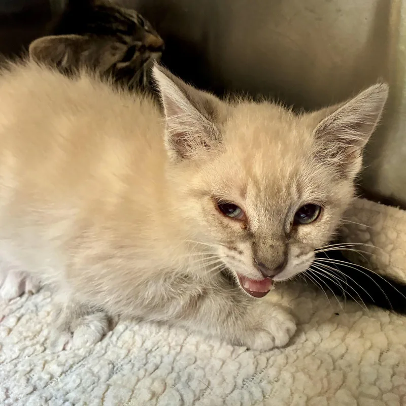 A baby small-sized male Siamese cat named Alberto for adoption in Oakland, CA