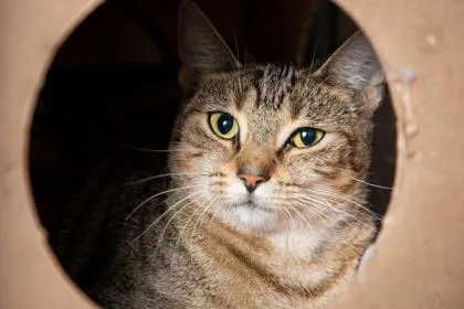 A young small-sized female Domestic Short Hair cat named Pretty Girl for adoption in Maumee, OH