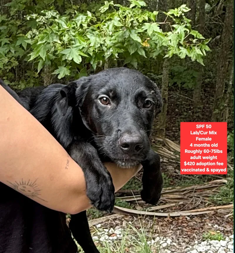 A baby large-sized female Black Labrador Retriever dog named Spf for adoption in Oviedo, FL