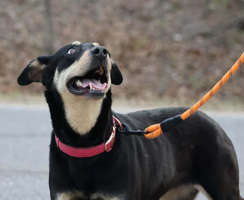 A young medium-sized female Shepherd dog named Aura for adoption in TULSA, OK