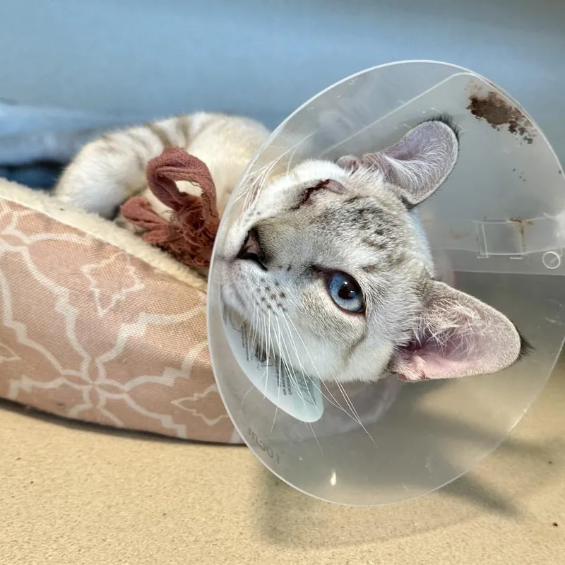 A young medium-sized male White Siamese cat named Wesley for adoption in Durango, CO