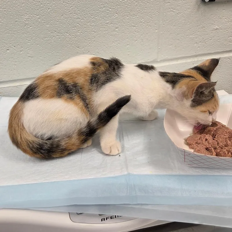 A baby small-sized female Calico Domestic Short Hair cat named Miku for adoption in Chattanooga, TN