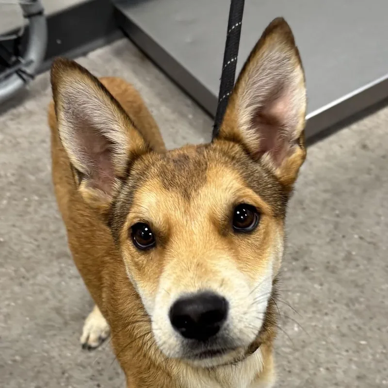 A young small-sized male Brown / Chocolate Mixed Breed dog named 111859 for adoption in Las Cruces, NM