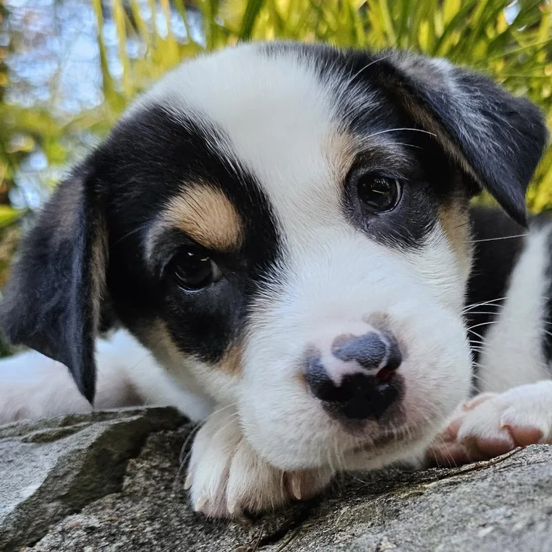 A baby medium-sized female Mixed Breed dog named Kanga for adoption in Festus, MO