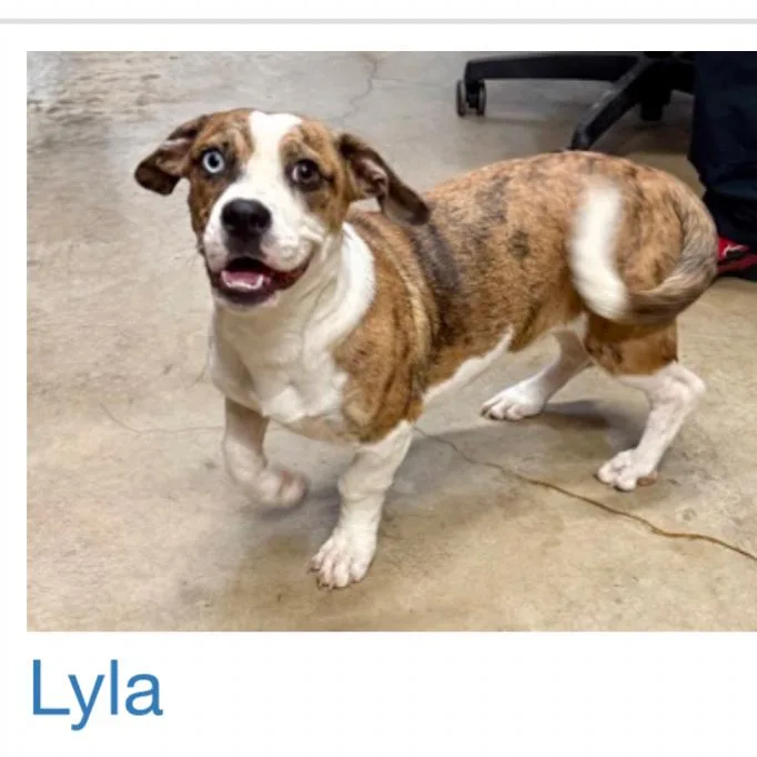 Lyla