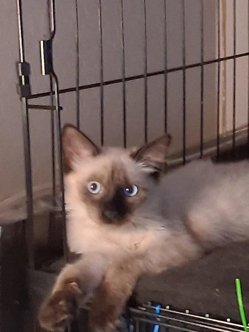 A young small-sized male Siamese cat named Whisper for adoption in Phoenix, AZ