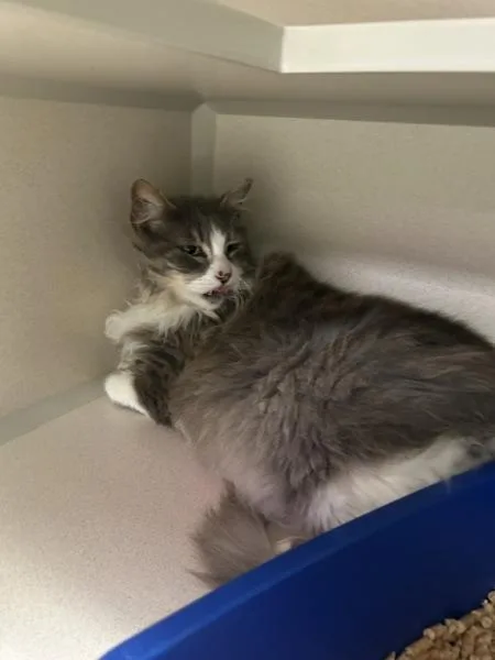 An adult large-sized male Domestic Long Hair cat named Bugsy for adoption in Silverdale, WA