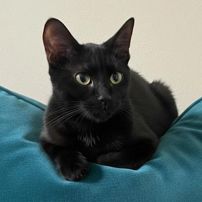 A young medium-sized female Black Domestic Short Hair cat named Raven for adoption in Allen, TX
