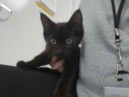 A baby small-sized male Domestic Short Hair cat named Jiji for adoption in Cumming, GA