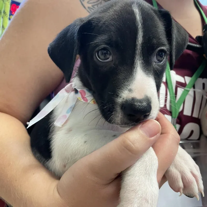A baby small-sized male White / Cream Labrador Retriever dog named Ankylosaurus for adoption in Austin, TX
