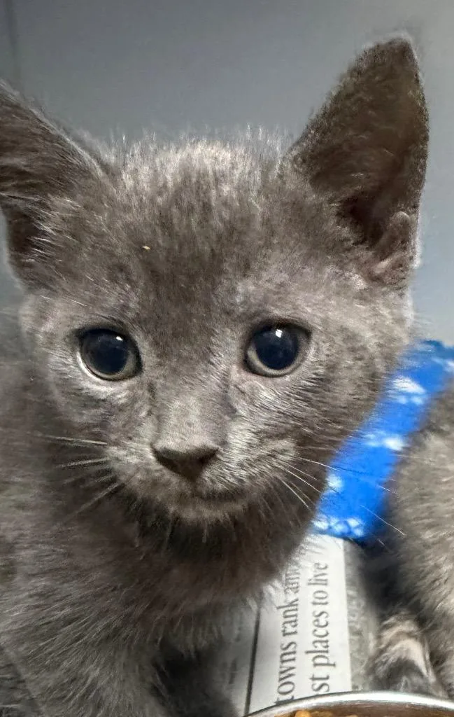 A baby small-sized male Domestic Short Hair cat named Tobias for adoption in Henderson, NC