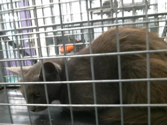 A young small-sized female Domestic Short Hair cat named Sally for adoption in Houston, TX