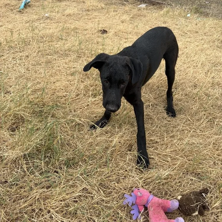 A baby large-sized male Black Labrador Retriever dog named Nick for adoption in Paradise, TX