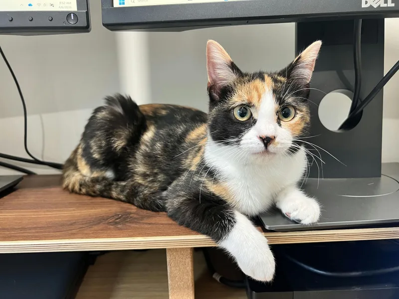 Lillian Madge thumbnail 5