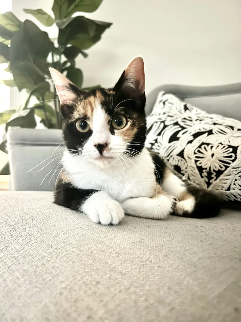 Lillian Madge thumbnail 6