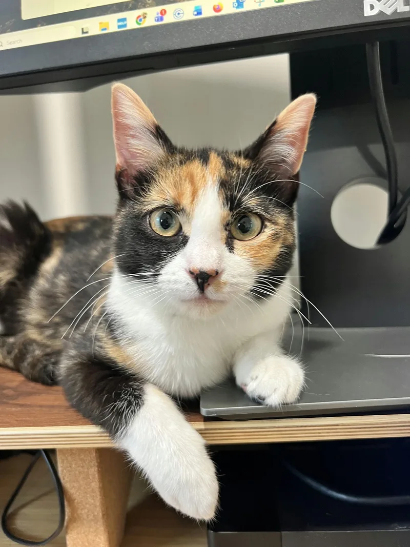 A baby medium-sized female Calico Domestic Short Hair cat named Lillian Madge for adoption in Houston, TX