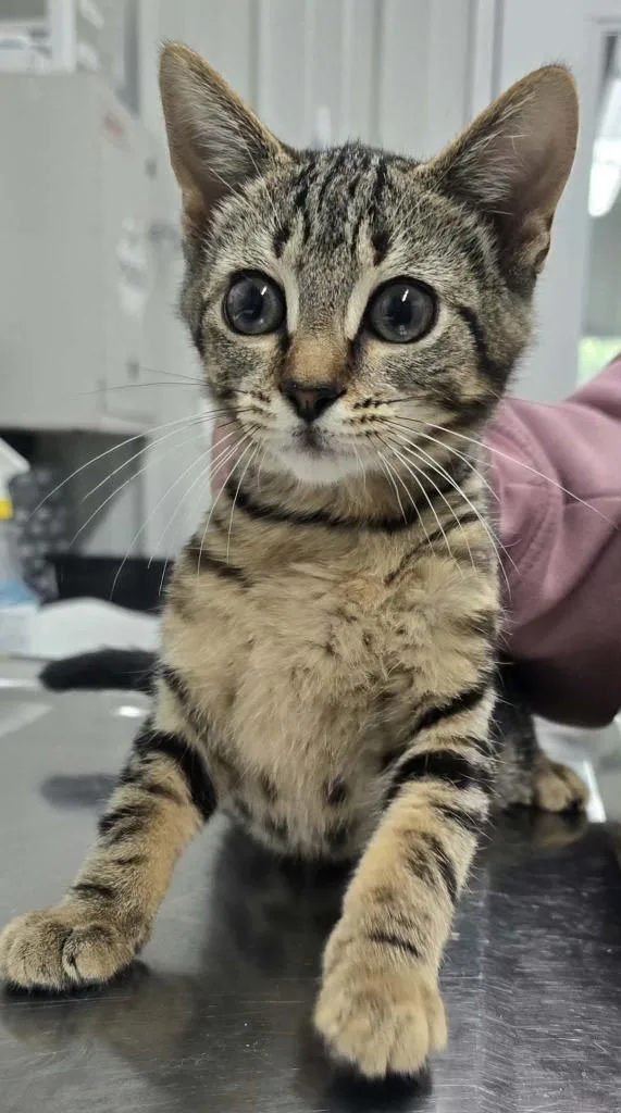 A baby small-sized female Domestic Short Hair cat named Squeek for adoption in Hillsdale, IN