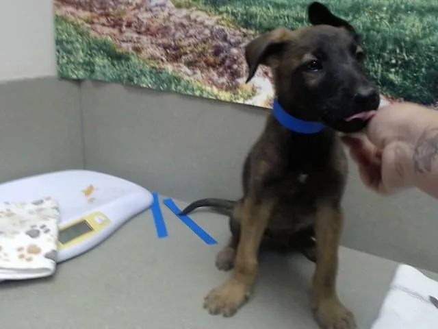 A baby small-sized male Belgian Shepherd / Malinois dog named A for adoption in Moreno Valley, CA