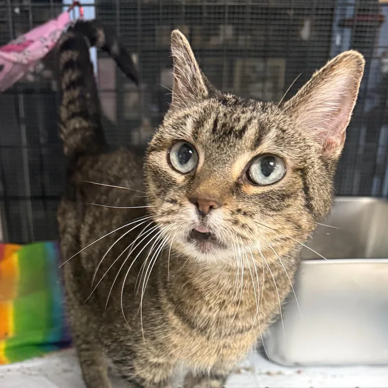 A senior small-sized female Brown / Chocolate Domestic Short Hair cat named Molly for adoption in Coralville, IA