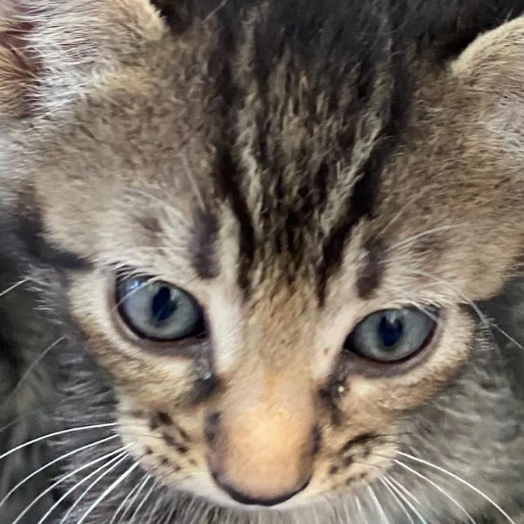A baby small-sized male Brown / Chocolate Domestic Short Hair cat named Cayenne for adoption in West Palm Beach, FL