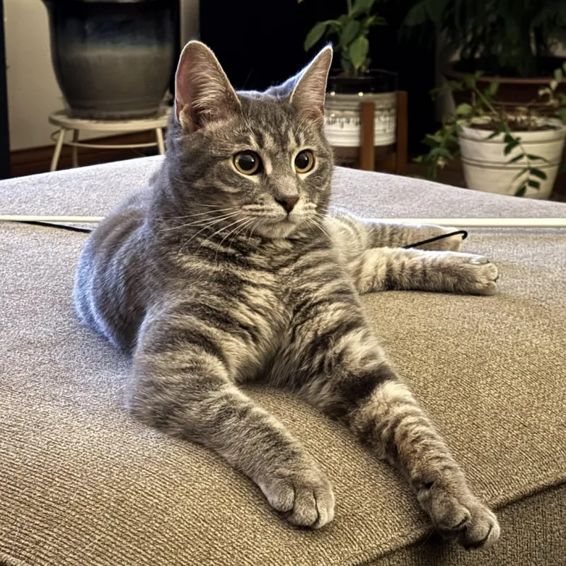 A baby medium-sized male Tabby (Gray / Blue / Silver) Domestic Short Hair cat named Gabe The Babe for adoption in Martinsville, IN