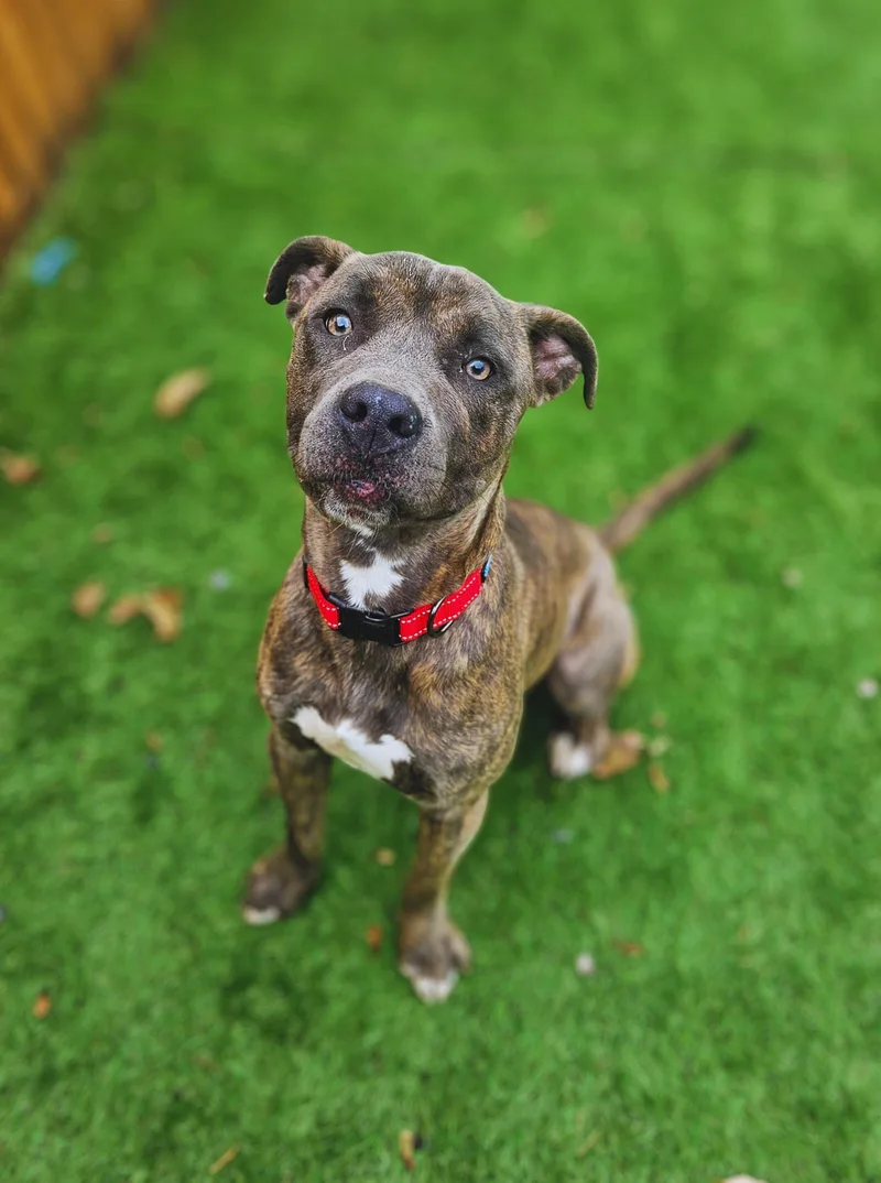 A young medium-sized male American Bully dog named Quill  Sweet And for adoption in Berkeley Springs, WV