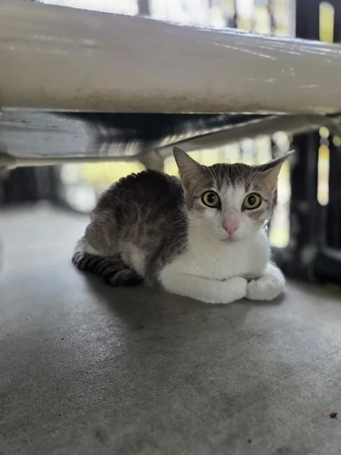 A young medium-sized female Domestic Short Hair cat named Scarlet for adoption in Palmetto, FL