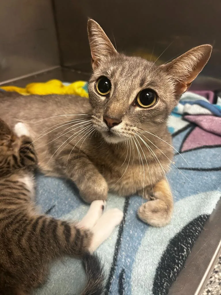 A young large-sized female Domestic Short Hair cat named Molly for adoption in Little Elm, TX