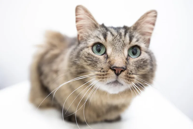 A senior large-sized male Tabby (Brown / Chocolate) Domestic Long Hair cat named Coconut for adoption in Montclair, NJ