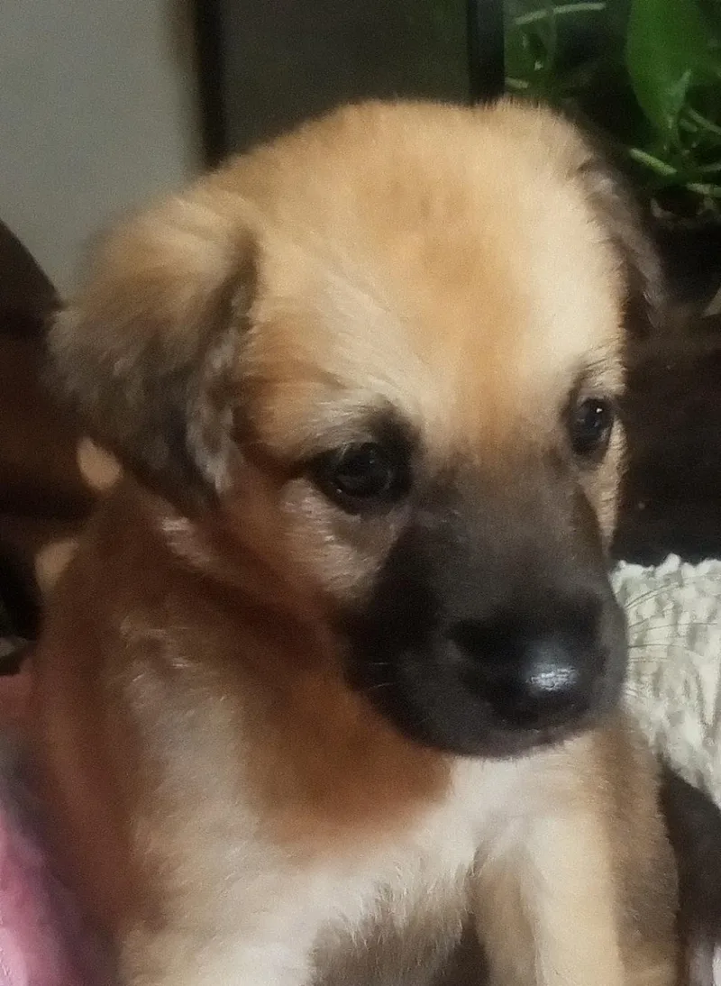 A baby medium-sized female Bicolor Mixed Breed dog named Natalie for adoption in Silsbee, TX