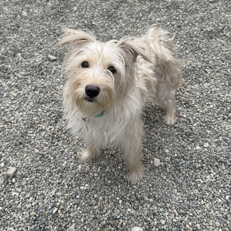 An adult small-sized female Apricot / Beige Cairn Terrier dog named Cotton Candy for adoption in Detroit, MI