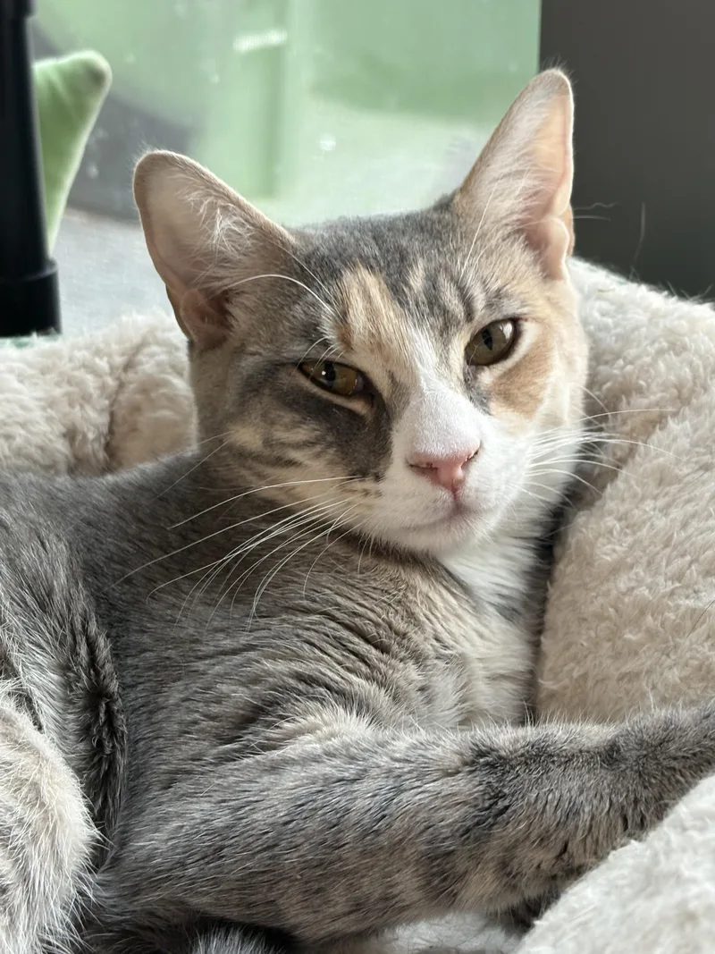 A baby small-sized female Domestic Short Hair cat named Bambi for adoption in Hershey, PA