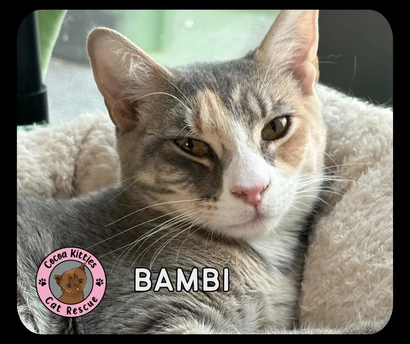 Bambi thumbnail 2