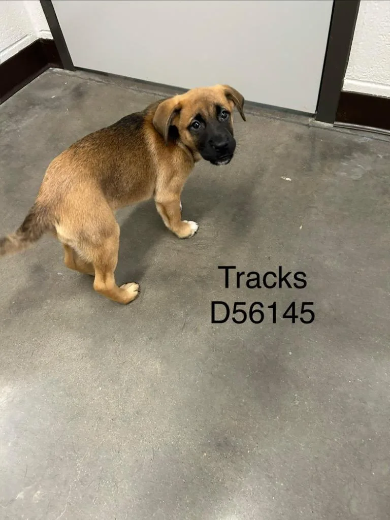 Tracks