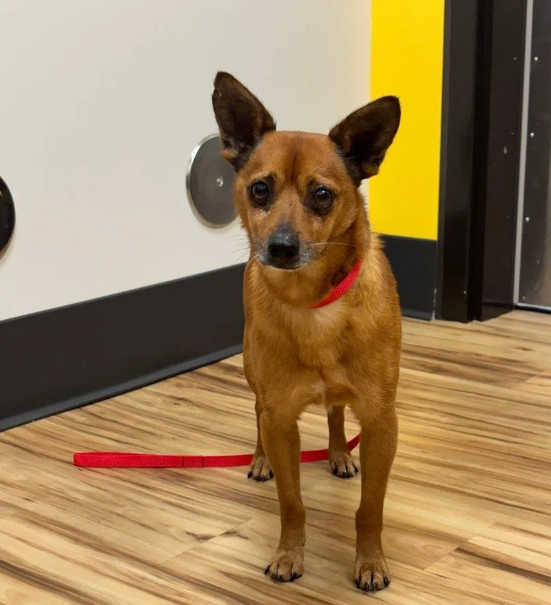 A senior small-sized male Red / Chestnut / Orange Mixed Breed dog named Bambi for adoption in Raleigh, NC
