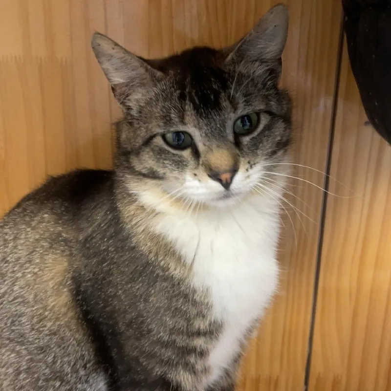 An adult medium-sized female Domestic Short Hair cat named Agate for adoption in Torrey, UT