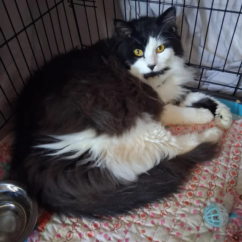 A young large-sized male Black & White / Tuxedo Domestic Long Hair cat named Yogi for adoption in Hudson, NY