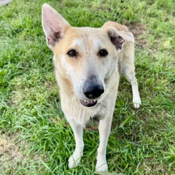 An adult medium-sized female German Shepherd Dog dog named Libby for adoption in Houston, TX